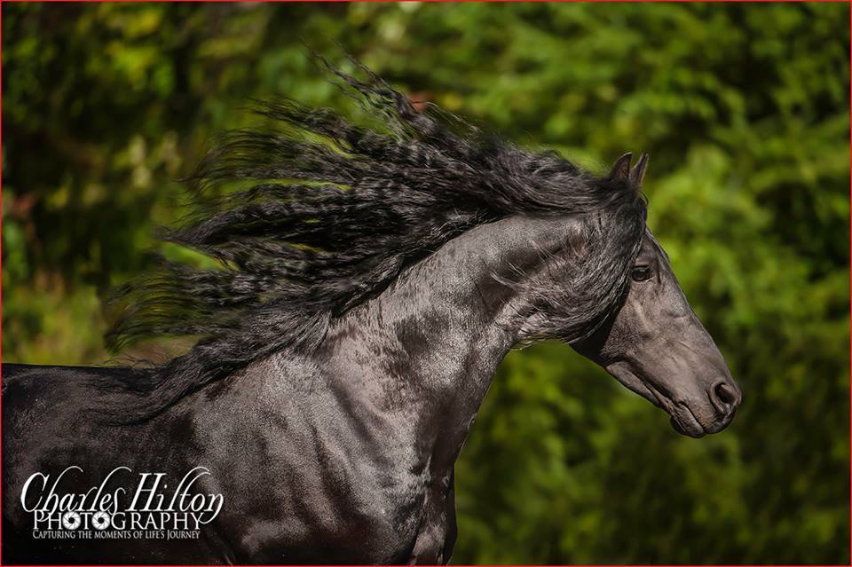 all black horse breeds